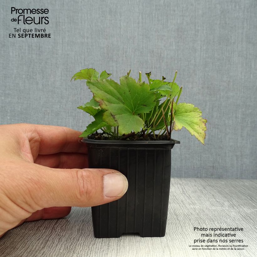 Example of Anemone hupehensis Praecox - Chinesische Herbst-Anemone Kleine Töpfe von 8/9 cm as you get in automne