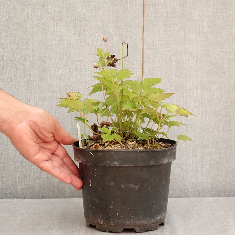 Example of Anemone hupehensis Praecox - Chinesische Herbst-Anemone Topf mit 2L/3L as you get in ete