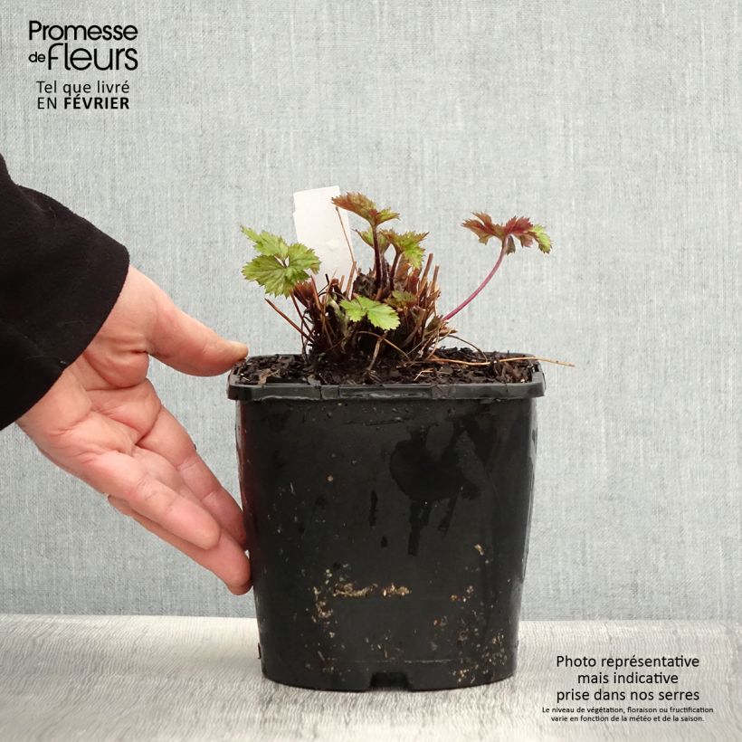 Exemplar von Anemone Elfin Swan - Herbst-Anemone Topf mit 2L/3L wie im Winter geliefert