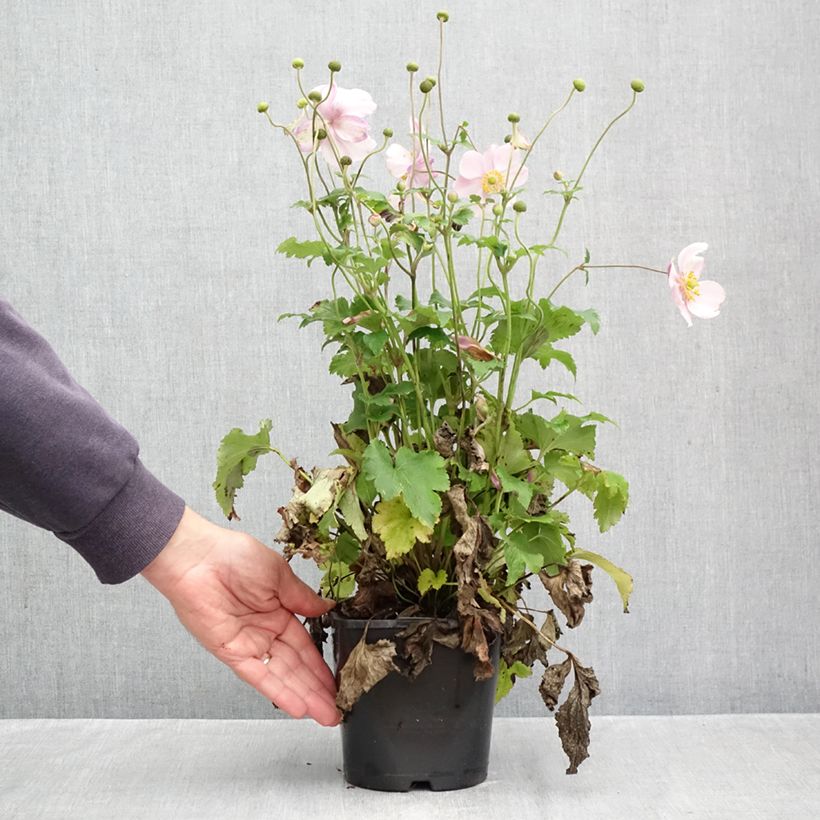 Exemplar von Anemone (x) hupehensis var. japonica Royal Blush - Japan-Herbst-Anemone Topf mit 1,5L/2L wie im Herbst geliefert