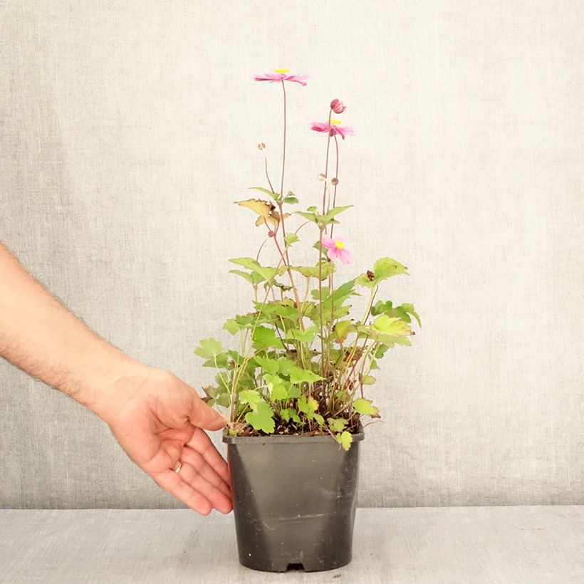 Example of Anemone (x) hupehensis var. japonica Royal Blush - Japan-Herbst-Anemone Topf mit 1,5L/2L as you get in ete