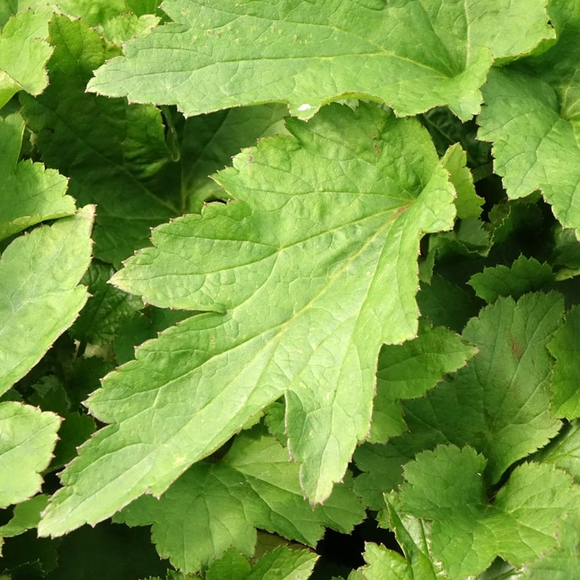 Anemone (x) hybrida Royal Pink - Japan-Herbst-Anemone (Laub)