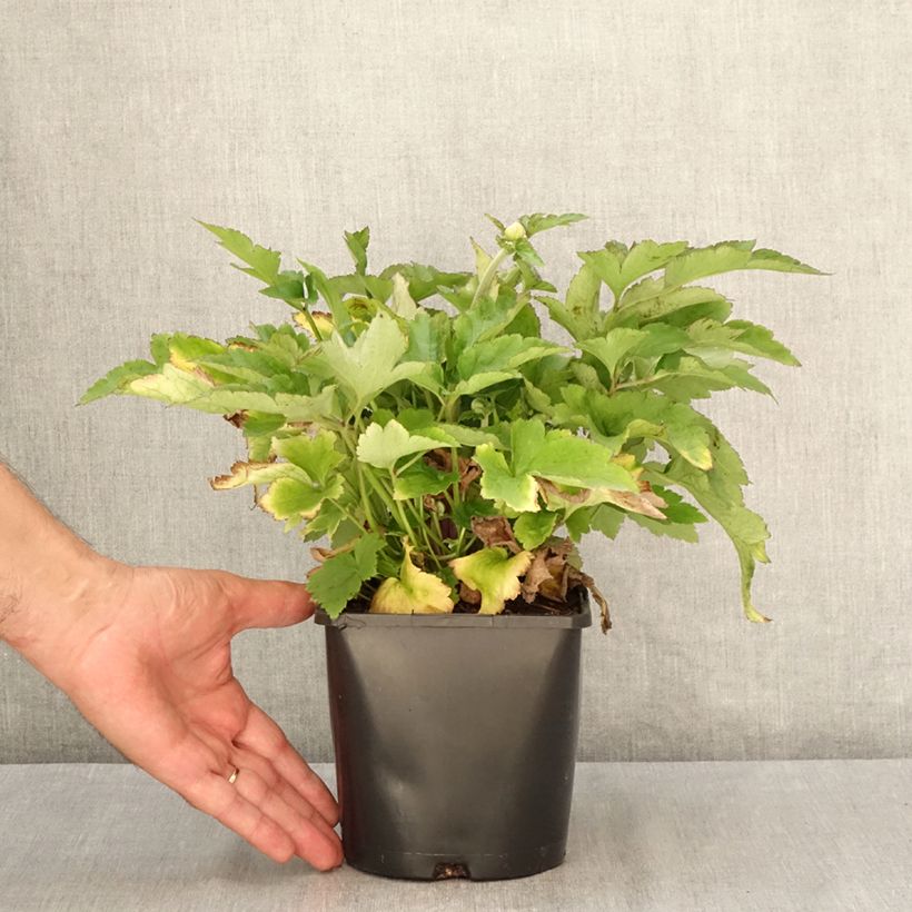 Example of Anemone (x) hybrida Royal Pink - Japan-Herbst-Anemone Topf mit 1,5L/2L as you get in ete