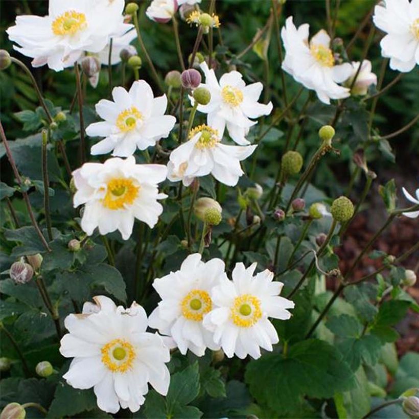 Anemone hupehensis var.japonica Snow Angels - Chinesische Herbst-Anemone (Flowering)