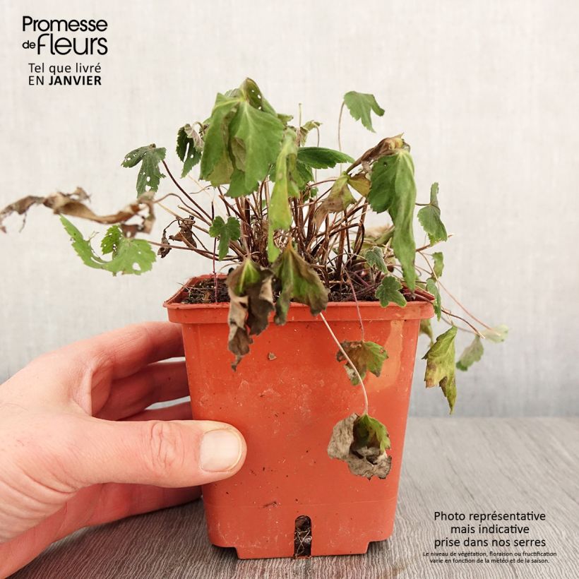 Exemplar von Anemone hupehensis var.japonica Snow Angels - Chinesische Herbst-Anemone Topf mit 1L/1,5L wie im Winter geliefert