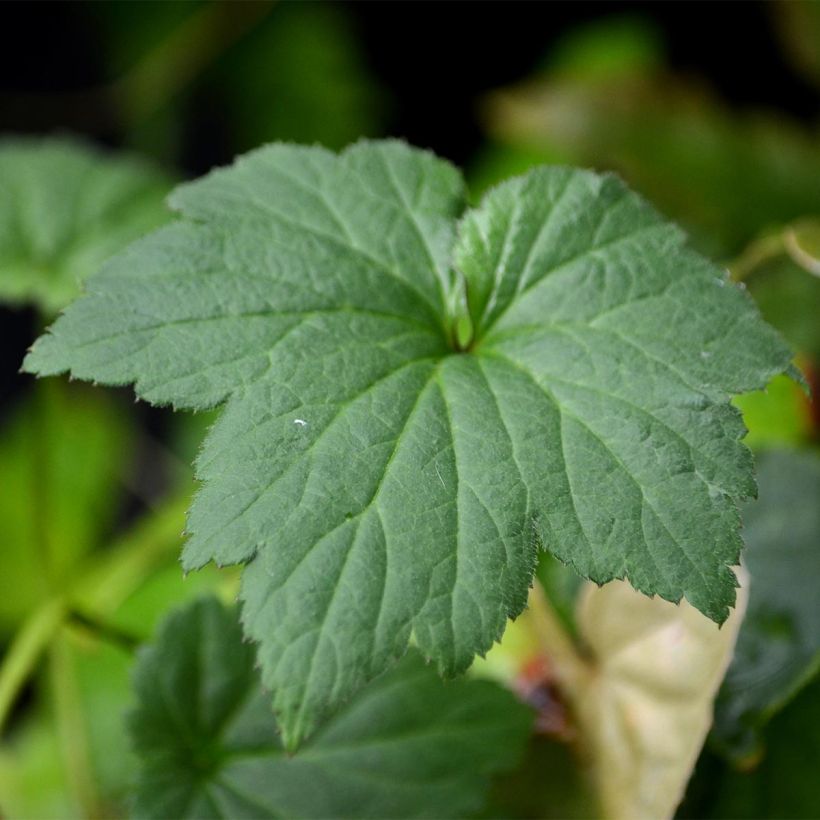 Anemone hupehensis September Charm - Chinesische Herbst-Anemone (Foliage)