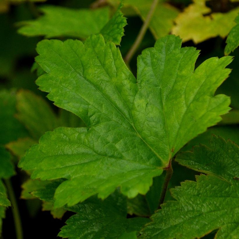 Anemone Hadspen Abundance - Japan-Herbst-Anemone (Foliage)