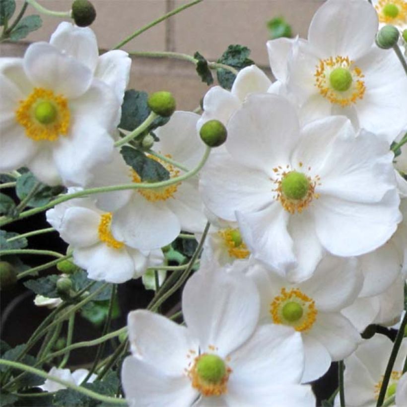 Anemone Honorine Jobert - Japan-Herbst-Anemone (Flowering)