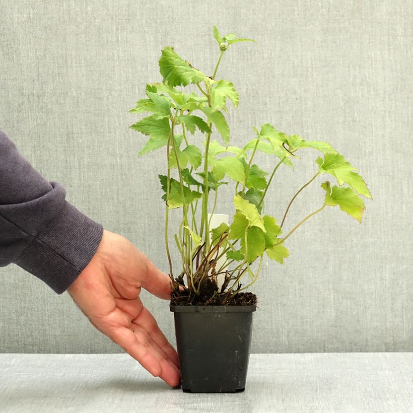 Exemplar von Anémone japonaise Little Princess - Anemone hupehensis japonica Godet de 8/9 cm wie im Sommer geliefert