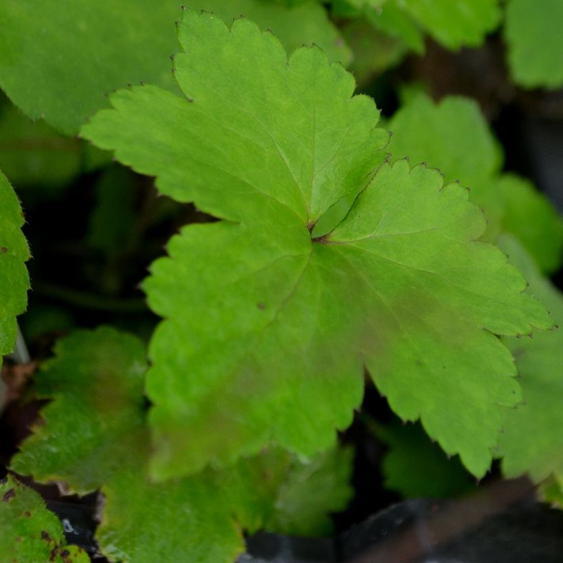 Anemone Mont Rose - Japan-Herbst-Anemone (Foliage)