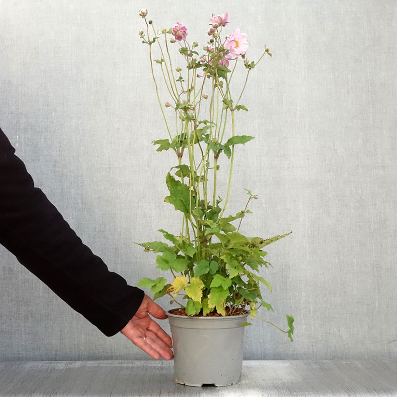 Example of Anemone Mont Rose - Japan-Herbst-Anemone Topf mit 3L/4L as you get in automne