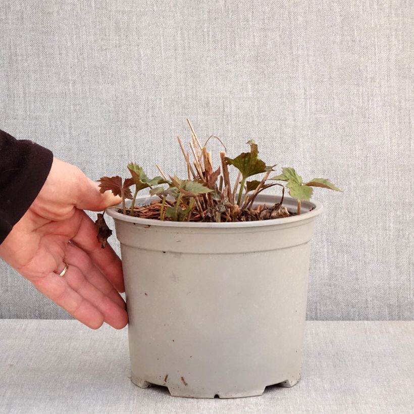 Exemplar von Anemone Mont Rose - Japan-Herbst-Anemone Topf mit 3L/4L wie im Frühjahr geliefert