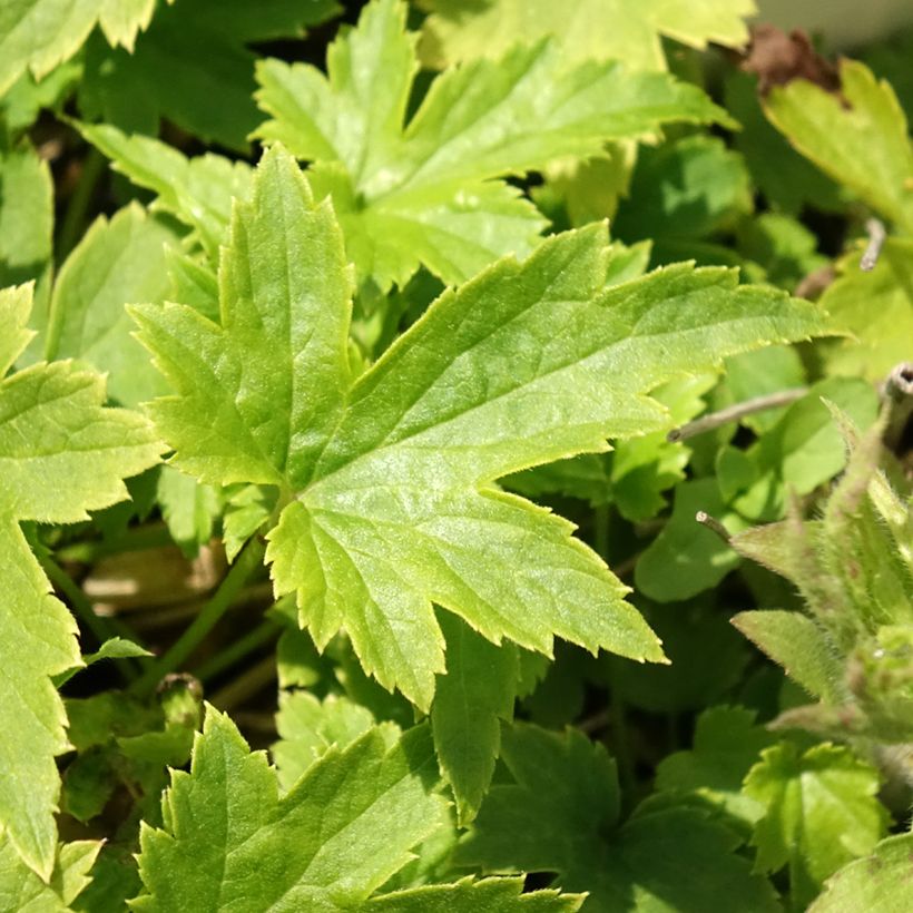 Anemone hupehensis var. japonica Pretty Lady Maria - Chinesische Herbst-Anemone (Foliage)