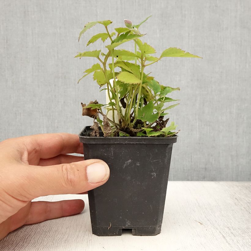 Example of Anemone Pretty Lady Susan - Japan-Herbst-Anemone Kleine Töpfe von 8/9 cm as you get in ete