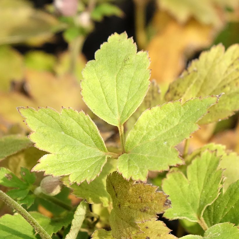 Anemone Pretty Lady Susan - Japan-Herbst-Anemone (Foliage)