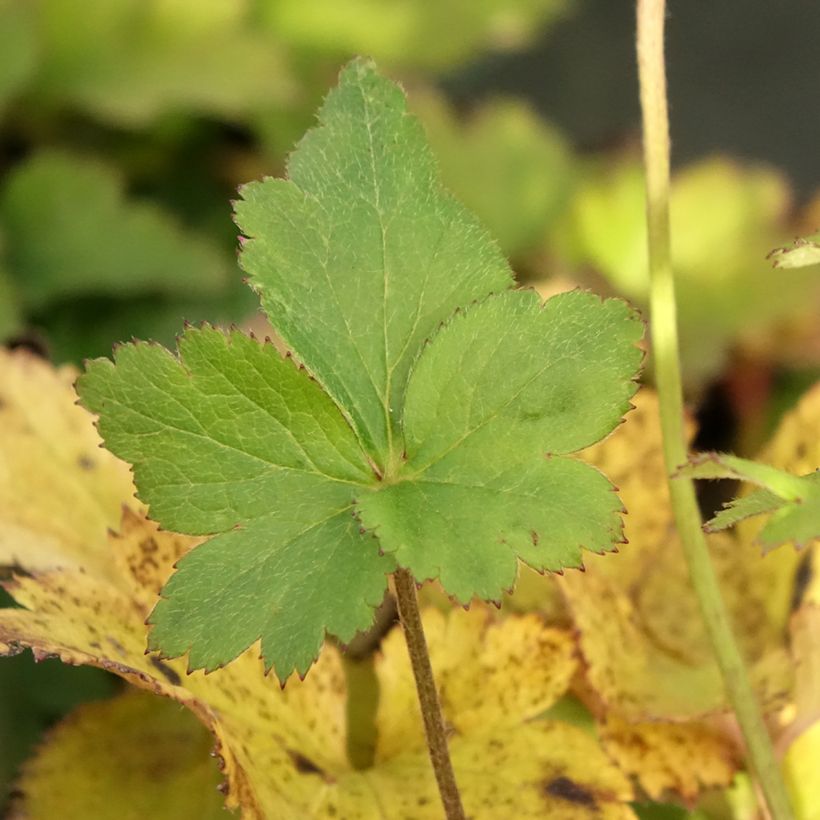 Anemone Regal Swan - Herbst-Anemone (Foliage)