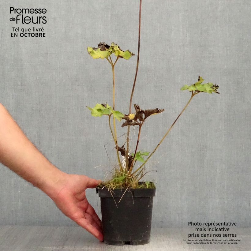 Example of Anemone Königin Charlotte - Japan-Herbst-Anemone Topf mit 2L/3L as you get in automne