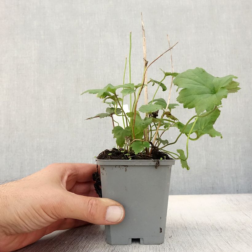 Example of Anemone hupehensis September Charm - Chinesische Herbst-Anemone Kleine Töpfe von 8/9 cm as you get in automne