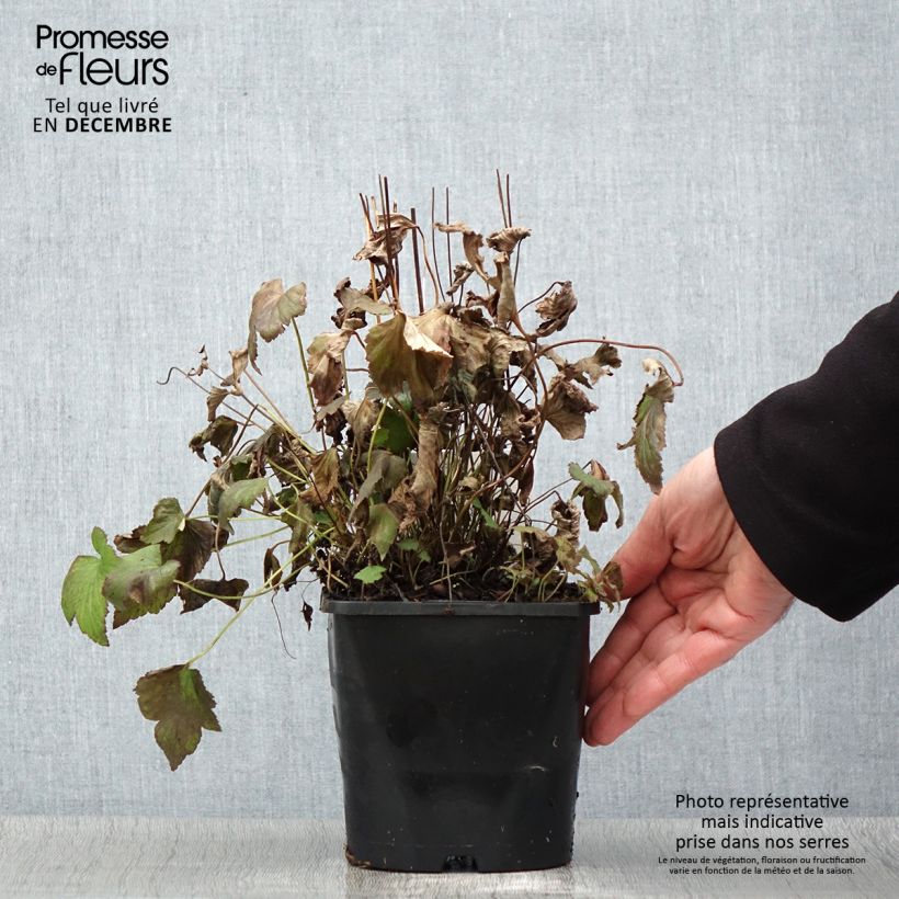 Example of Anemone hupehensis Splendens - Chinesische Herbst-Anemone Topf mit 2L/3L as you get in automne