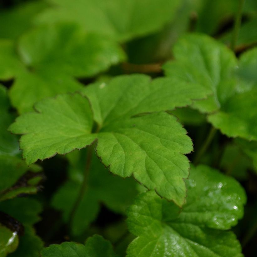 Anemone Serenade - Japan-Herbst-Anemone (Foliage)