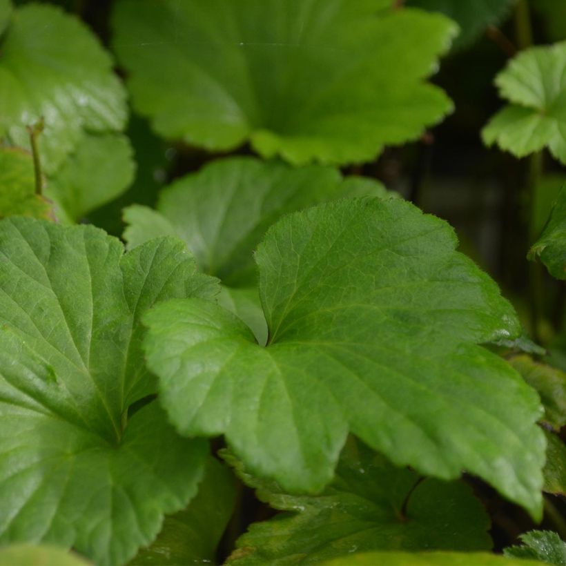 Anemone Whirlwind - Japan-Herbst-Anemone (Foliage)