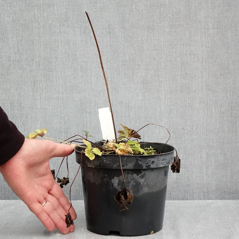 Exemplar von Anemone leveillei - Chinesisches Sommer-Windröschen Topf mit 2L/3L wie im Herbst geliefert
