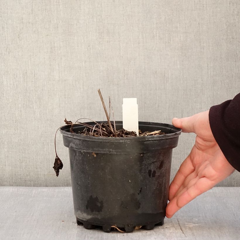 Exemplar von Anemone leveillei - Chinesisches Sommer-Windröschen Topf mit 2L/3L wie im Winter geliefert