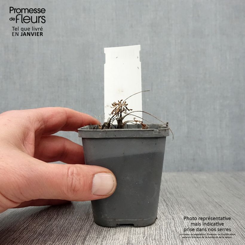 Exemplar von Anemone multifida Rubra - Frühsommer-Windröschen Kleine Töpfe von 8/9 cm wie im Winter geliefert