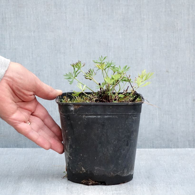 Exemplar von Anemone multifida Rubra - Frühsommer-Windröschen Topf mit 2L/3L wie im Herbst geliefert