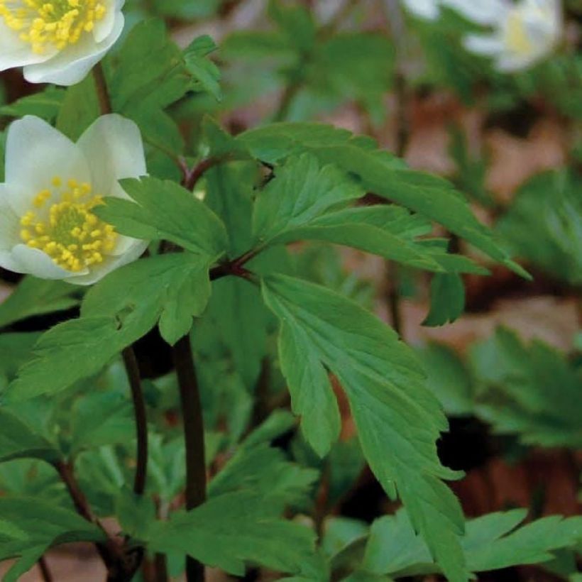 Anemone nemorosa - Busch-Windröschen (Foliage)