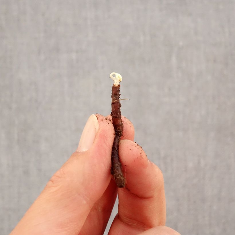 Exemplar von Anemone nemorosa Blue Eyes - Busch-Windröschen Zwiebel Kaliber/Größe I wie im Herbst geliefert