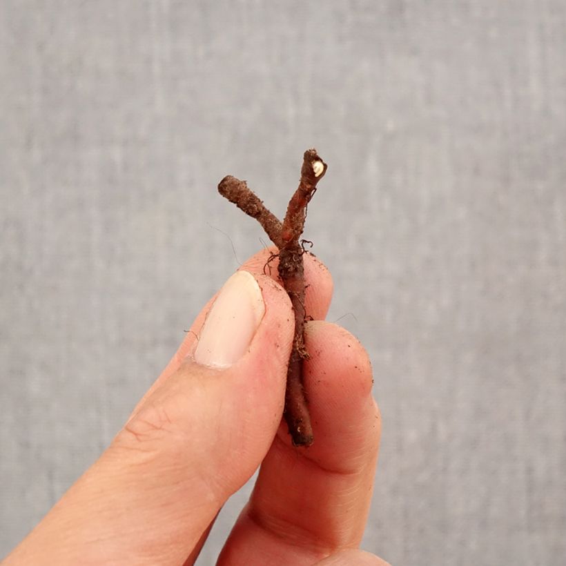 Exemplar von Anemone nemorosa Lucia - Busch-Windröschen Zwiebel Kaliber/Größe I wie im Herbst geliefert