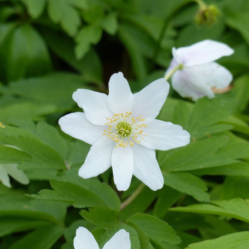 Anemone nemorosa Lychette - Busch-Windröschen (Flowering)