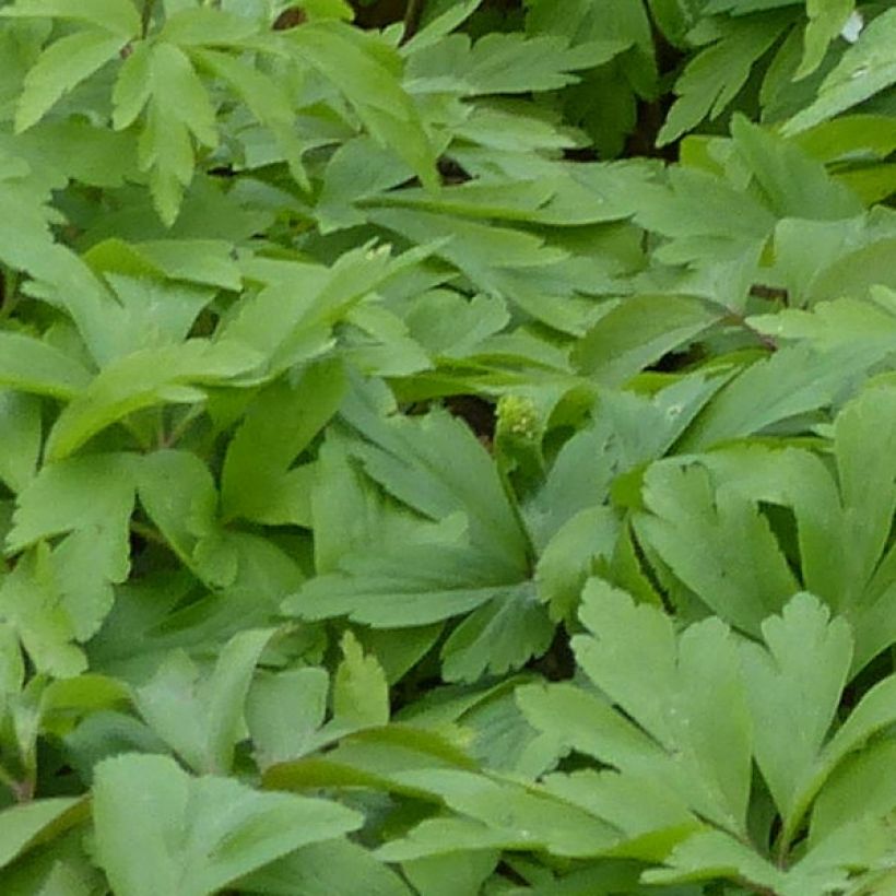 Anemone nemorosa Lychette - Busch-Windröschen (Foliage)