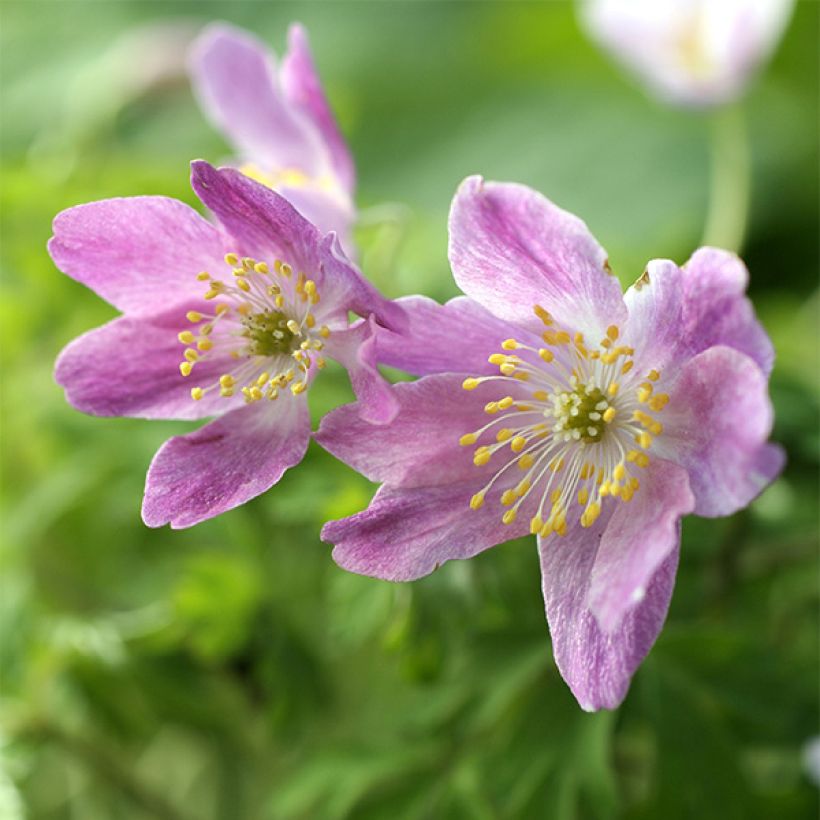 Anemone nemorosa Westwell Pink - Busch-Windröschen (Flowering)