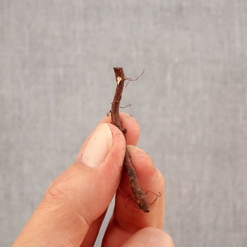 Exemplar von Anemone nemorosa Westwell Pink - Busch-Windröschen Zwiebel Kaliber/Größe I wie im Herbst geliefert