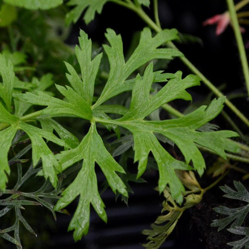 Küchenschelle Papageno - Pulsatilla vulgaris (Foliage)