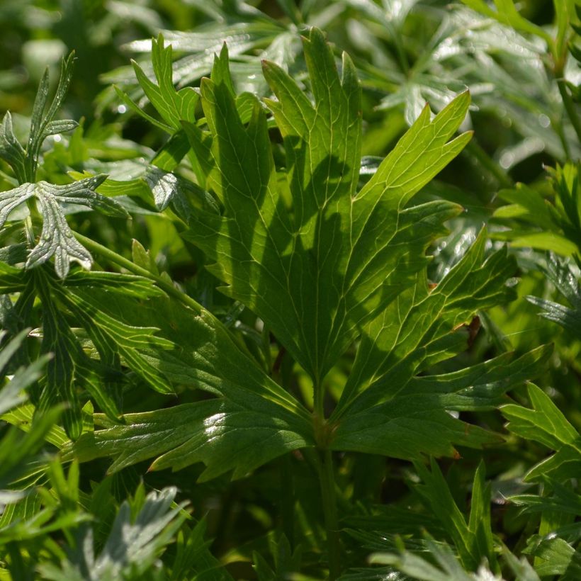 Küchenschelle Röde Klokke - Pulsatilla vulgaris (Foliage)