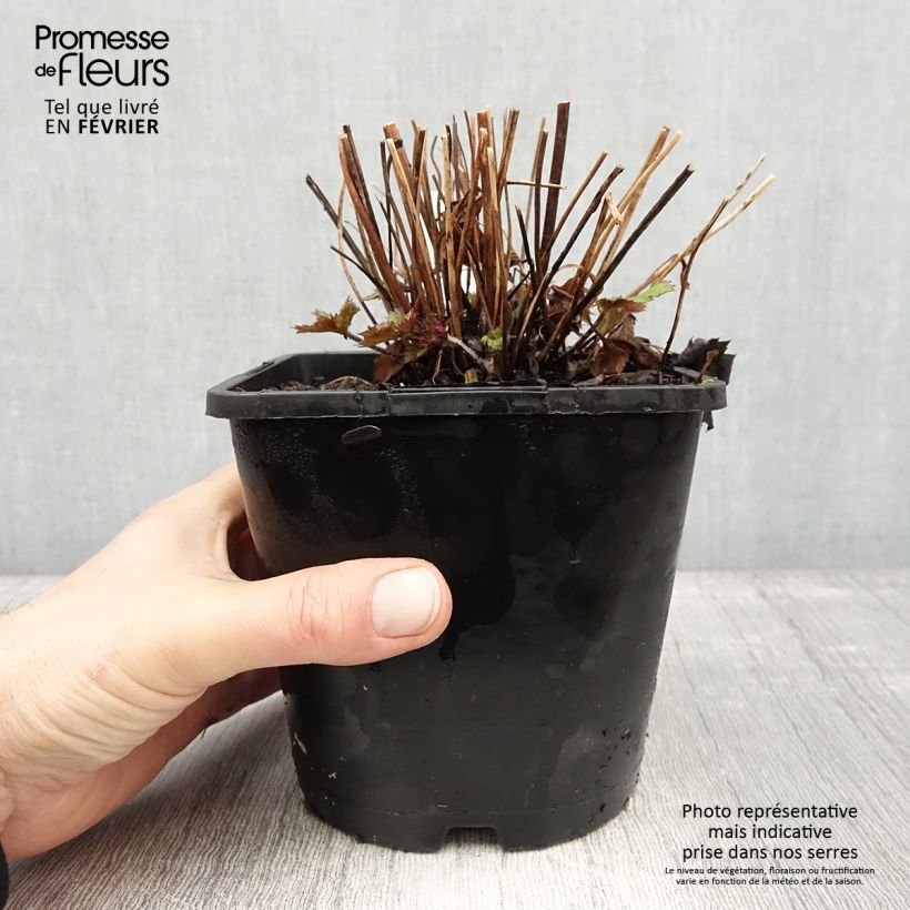 Exemplar von Anemone Ruffled Swan - Herbst-Anemone Topf mit 2L/3L wie im Winter geliefert