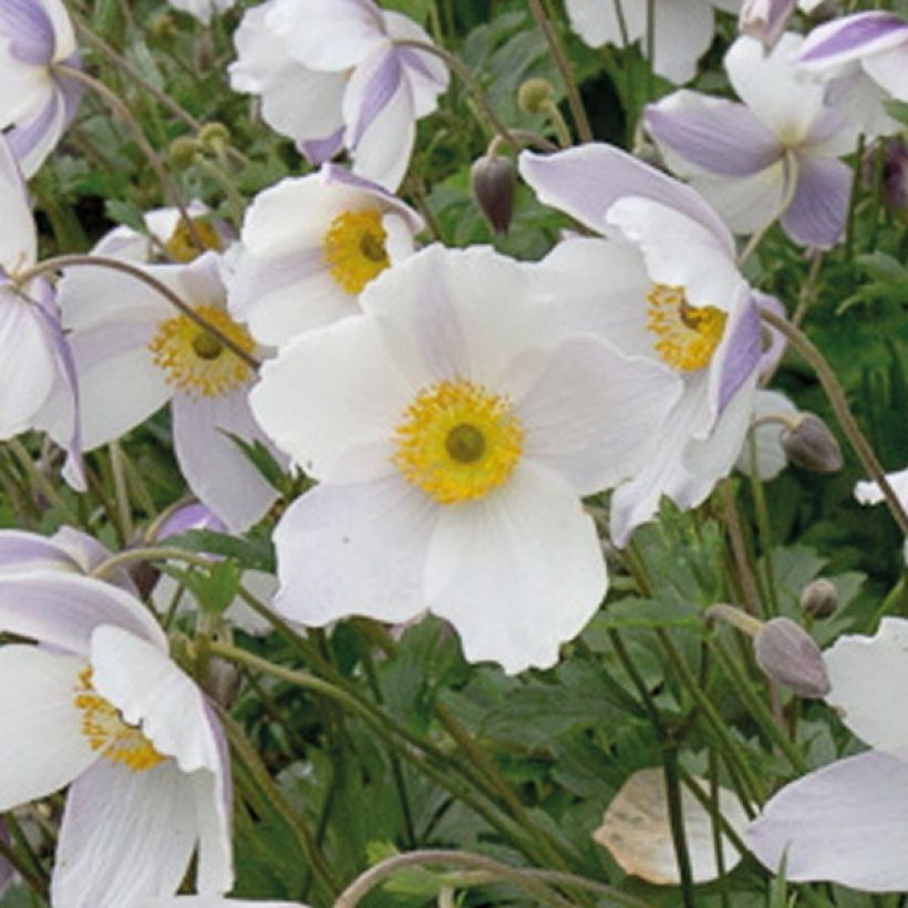 Anemone Wild Swan - Japan-Herbst-Anemone (Flowering)