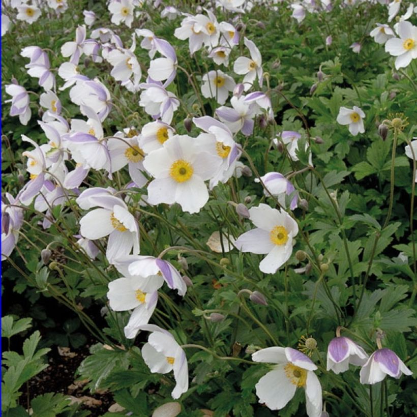 Anemone Wild Swan - Japan-Herbst-Anemone (Plant habit)