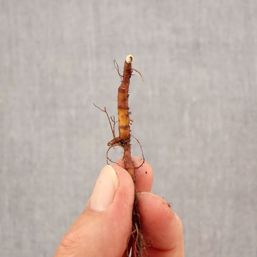 Exemplar von Anemone lipsiensis - Leipziger Buschwindröschen Zwiebel Kaliber/Größe I wie im Herbst geliefert