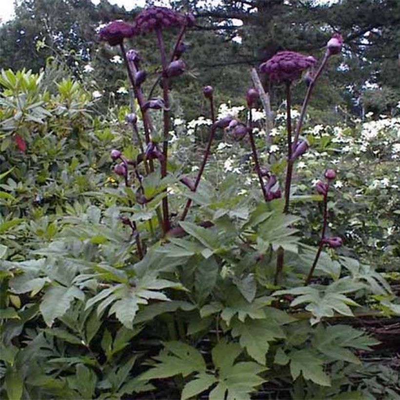 Angelica gigas - koreanische Engelwurz (Foliage)