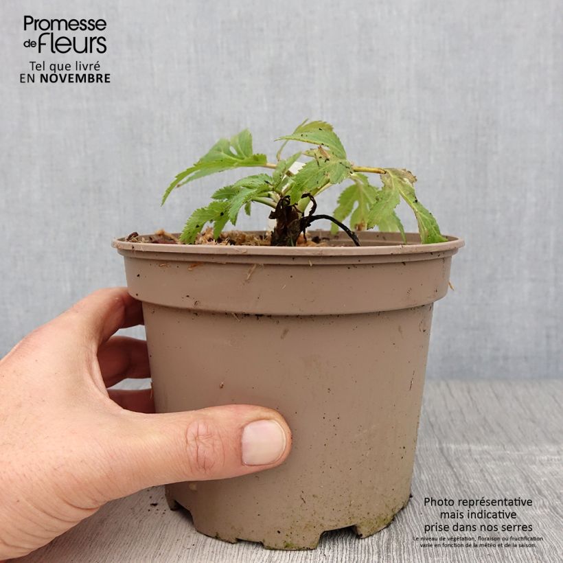 Example of Angelica gigas - koreanische Engelwurz Topf mit 2L/3L as you get in automne