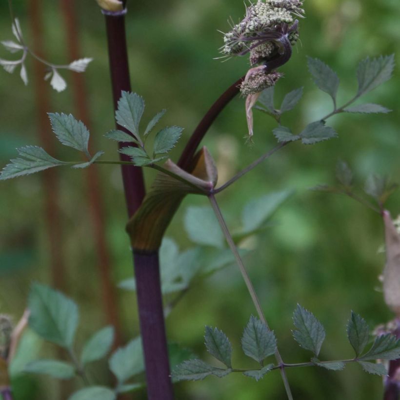 Angelica sylvestris Vicar's Mead - Wald-Engelwurz (Foliage)