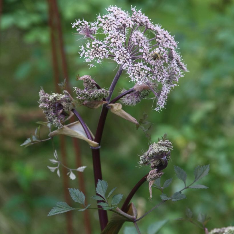 Angelica sylvestris Vicar's Mead - Wald-Engelwurz (Flowering)