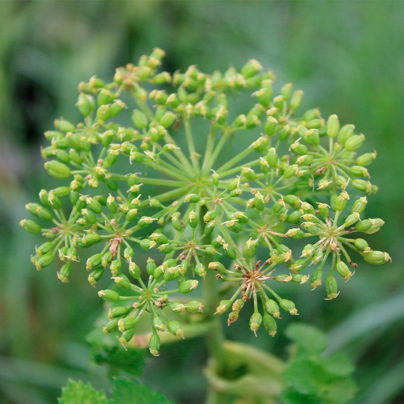 Angelica pachycarpa - Iberische Engelwurz (Flowering)