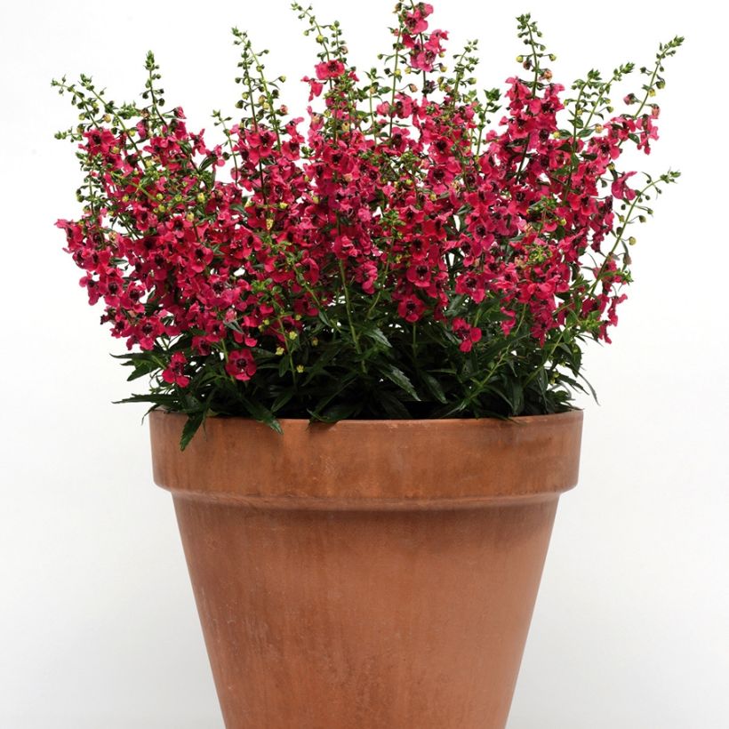 Angelonia angustifolia Archangel Cherry Red - Engelsgesicht (Plant habit)