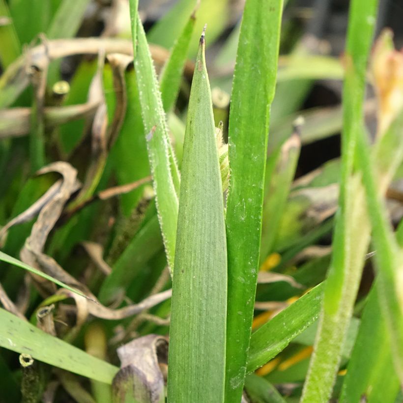 Anigozanthos flavidus Bush Bonanza - Känguruhblume (Foliage)