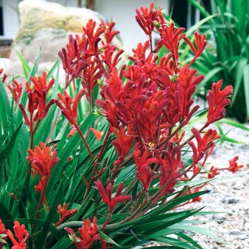 Anigozanthos flavidus Bush Inferno - Känguruhblume (Plant habit)